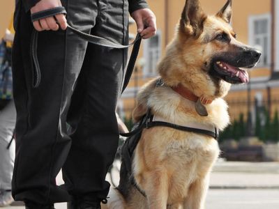 bark-busters-dog-training-franchise-northern-beaches-lower-north-shore-7