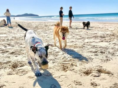 bark-busters-dog-training-franchise-northern-beaches-lower-north-shore-6