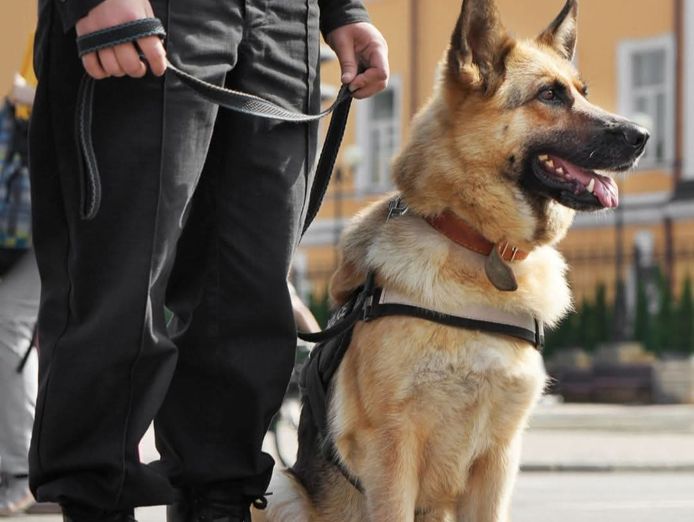 bark-busters-dog-training-franchise-northern-beaches-lower-north-shore-7