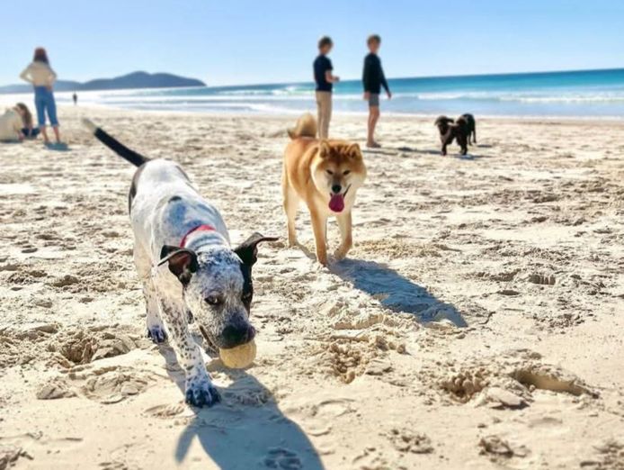 bark-busters-dog-training-franchise-northern-beaches-lower-north-shore-6
