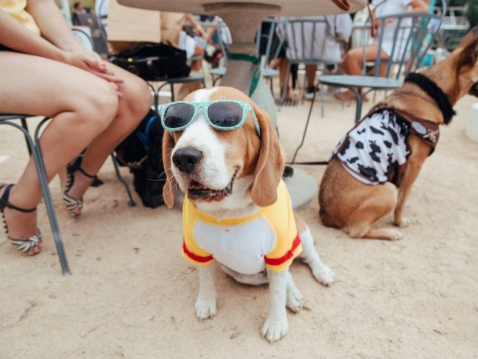 bark-busters-dog-training-franchise-northern-beaches-lower-north-shore-5