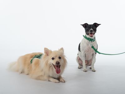 established-dog-accessories-ecommerce-business-shopify-store-inventory-2