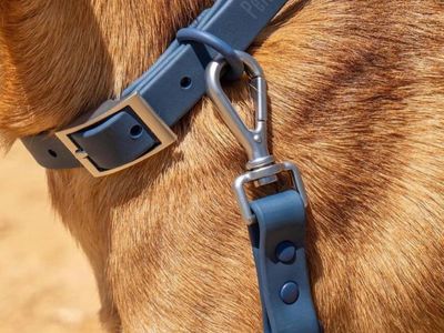 established-dog-accessories-ecommerce-business-shopify-store-inventory-3