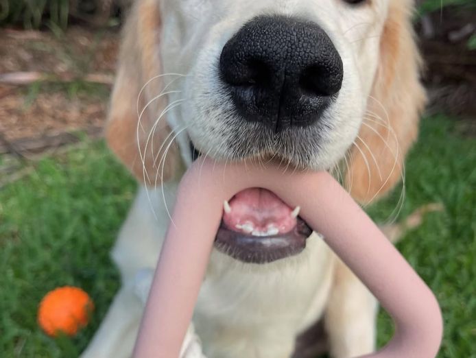 established-dog-accessories-ecommerce-business-shopify-store-inventory-1