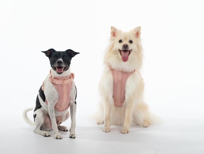 established-dog-accessories-ecommerce-business-shopify-store-inventory-0