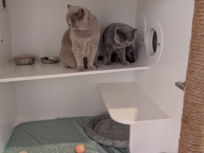was-only-luxury-cat-hotel-north-perth-119k-secured-bookings-turn-key-6