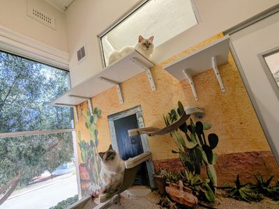 was-only-luxury-cat-hotel-north-perth-119k-secured-bookings-turn-key-5