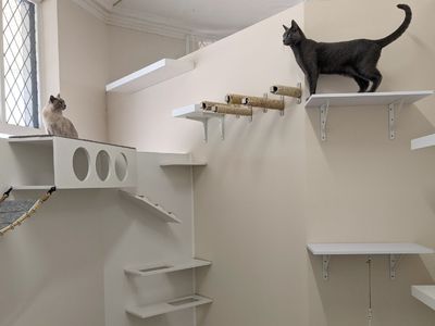 was-only-luxury-cat-hotel-north-perth-119k-secured-bookings-turn-key-8
