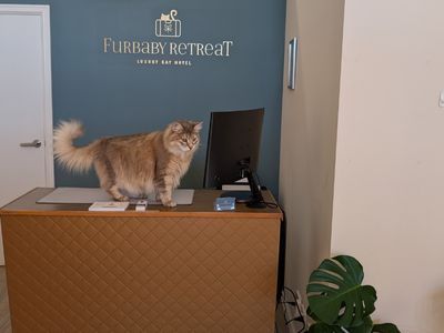 was-only-luxury-cat-hotel-north-perth-119k-secured-bookings-turn-key-2