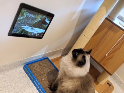 was-only-luxury-cat-hotel-north-perth-119k-secured-bookings-turn-key-7