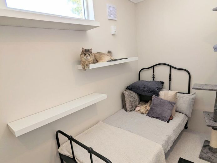 was-only-luxury-cat-hotel-north-perth-119k-secured-bookings-turn-key-0