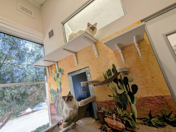 was-only-luxury-cat-hotel-north-perth-119k-secured-bookings-turn-key-5