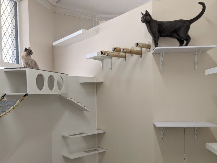 was-only-luxury-cat-hotel-north-perth-119k-secured-bookings-turn-key-8