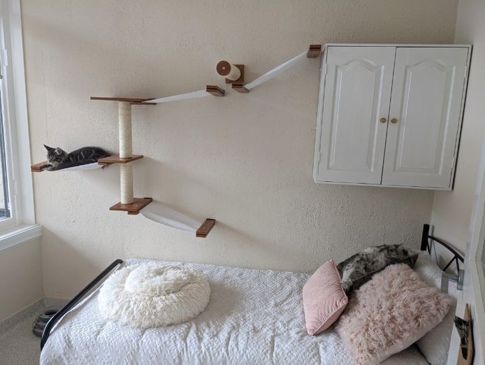 was-only-luxury-cat-hotel-north-perth-119k-secured-bookings-turn-key-3