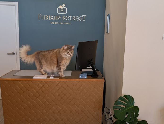 was-only-luxury-cat-hotel-north-perth-119k-secured-bookings-turn-key-2