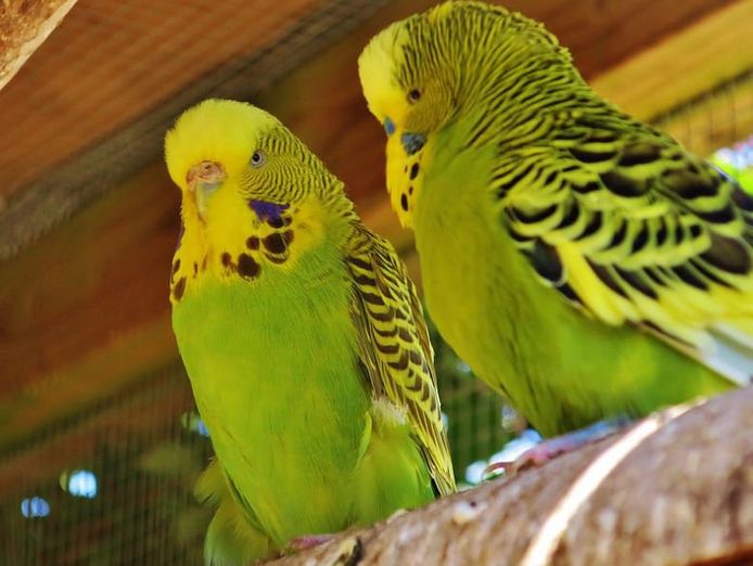 pet-industry-specialty-retail-business-1