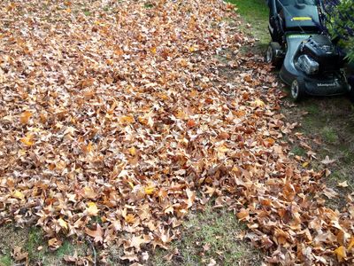 established-lawn-garden-maintenance-business-rochester-vic-5