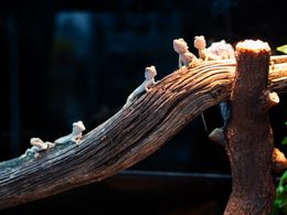 Premium Exotic Pet Retail & Grooming Business