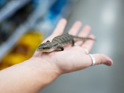 premium-exotic-pet-retail-grooming-business-1