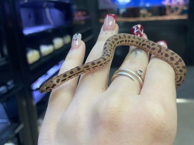 premium-exotic-pet-retail-grooming-business-4