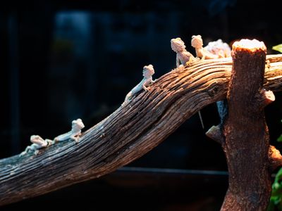 premium-exotic-pet-retail-grooming-business-0