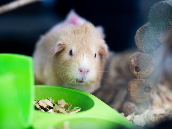 premium-exotic-pet-retail-grooming-business-5