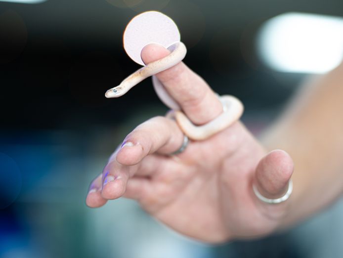 premium-exotic-pet-retail-grooming-business-3