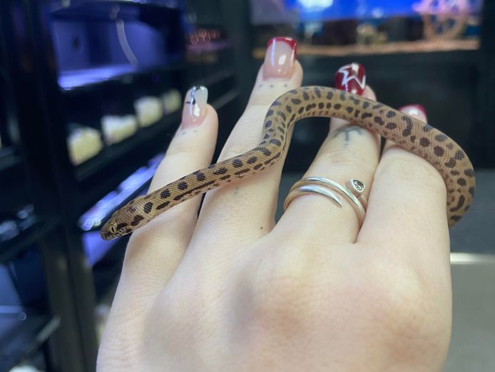 premium-exotic-pet-retail-grooming-business-4