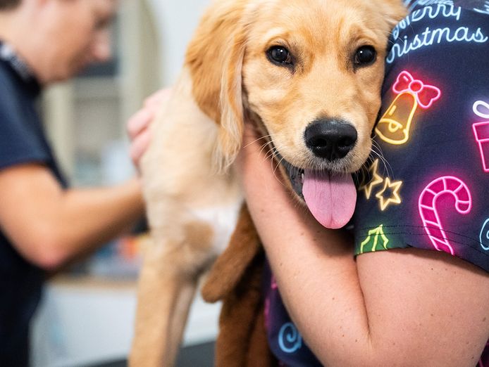 premium-exotic-pet-retail-grooming-business-7