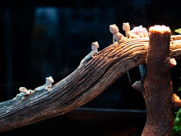 premium-exotic-pet-retail-grooming-business-0