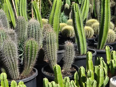 girova-cactus-co-2