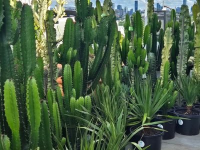 girova-cactus-co-1