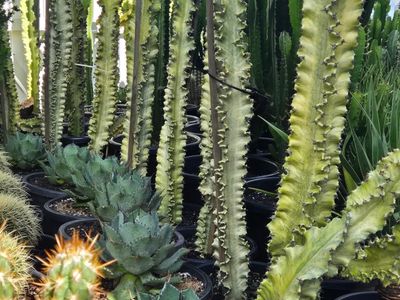 girova-cactus-co-3