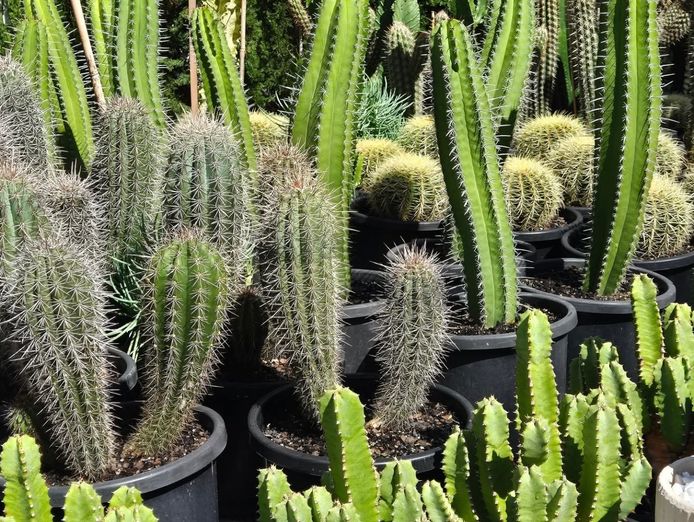 girova-cactus-co-2