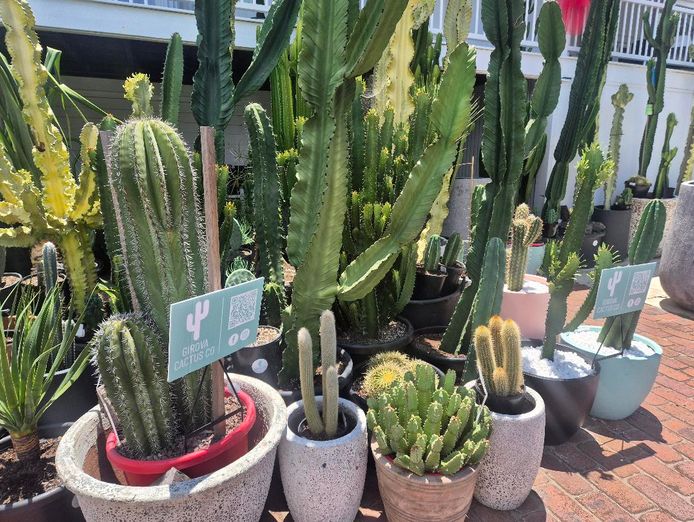 girova-cactus-co-0