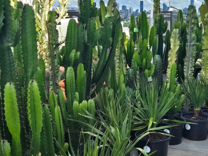girova-cactus-co-1