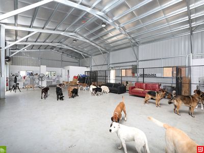 canineology-centre-established-doggy-day-care-dog-grooming-amp-pet-transport-bu-2