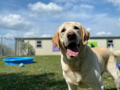 canineology-centre-established-doggy-day-care-dog-grooming-amp-pet-transport-bu-1