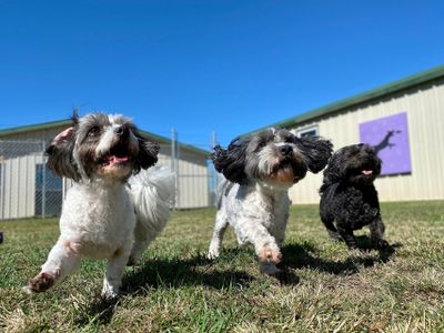 dog daycare costa rica