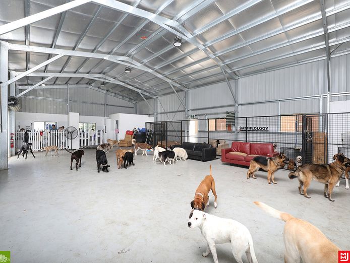 canineology-centre-established-doggy-day-care-dog-grooming-amp-pet-transport-bu-2