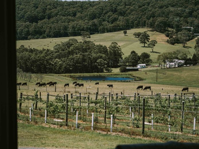 award-winning-two-figs-winery-shoalhaven-coast-0