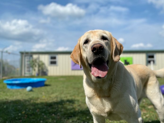 canineology-centre-established-doggy-day-care-dog-grooming-amp-pet-transport-bu-1