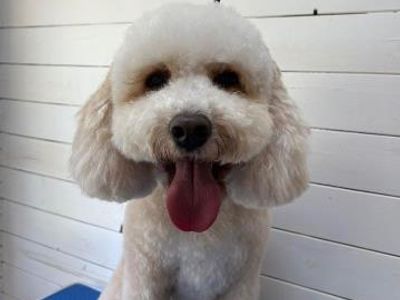 established-dog-grooming-100k-income-94-repeat-clients-1-1-grooming-3