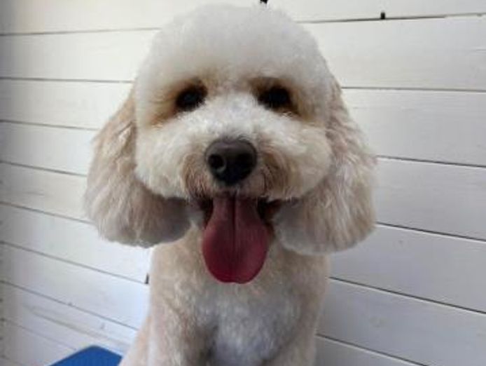 established-dog-grooming-100k-income-94-repeat-clients-1-1-grooming-3