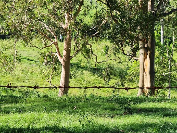 gympie-school-bus-run-6