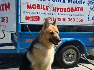 mobile-dog-wash-cranbourne-botanic-ridge-entry-level-opportunity-4-dog-lovers-9