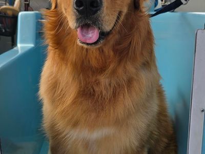 mobile-dog-wash-cranbourne-botanic-ridge-entry-level-opportunity-4-dog-lovers-2