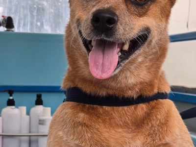 mobile-dog-wash-cranbourne-botanic-ridge-entry-level-opportunity-4-dog-lovers-3