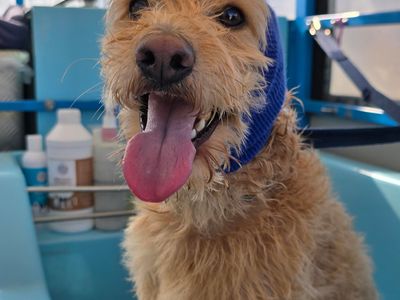 mobile-dog-wash-cranbourne-botanic-ridge-entry-level-opportunity-4-dog-lovers-0