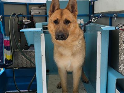 mobile-dog-wash-cranbourne-botanic-ridge-entry-level-opportunity-4-dog-lovers-4
